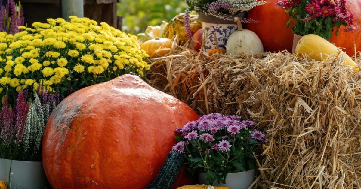 Fall Festival
