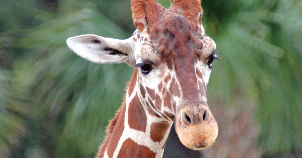 Animals & Wildlife | Visit Jacksonville