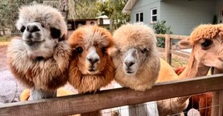 Shady Rest Alpacas | Visit Jacksonville